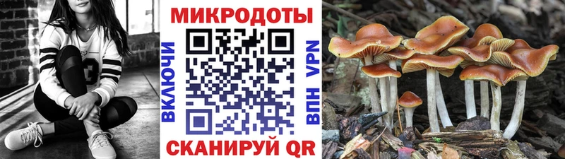 купить наркотики цена  Чердынь  Псилоцибиновые грибы Psilocybe 